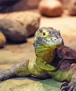 Baby Komodo Dragon Diamond Painting