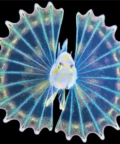 Baby Lionfish Diamond Painting