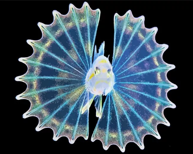 baby Lionfish Diamond With Numbers Baby Lionfish Diamond Painting