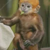 Baby Macaque Monkey Diamond Painting