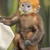 Baby Macaque Monkey Diamond Painting