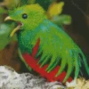 Baby Resplendent Quetzal Bird Diamond Painting