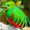 Baby Resplendent Quetzal Bird Diamond Painting