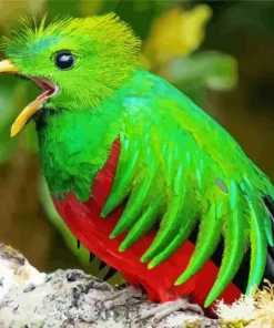 Baby Resplendent Quetzal Bird Diamond Painting