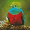 Baby Resplendent Quetzal Diamond Painting