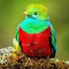 Baby Resplendent Quetzal Diamond Painting