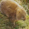 Baby Wombat Art Diamond Painting