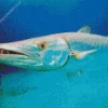 Barracuda Diamond Painting