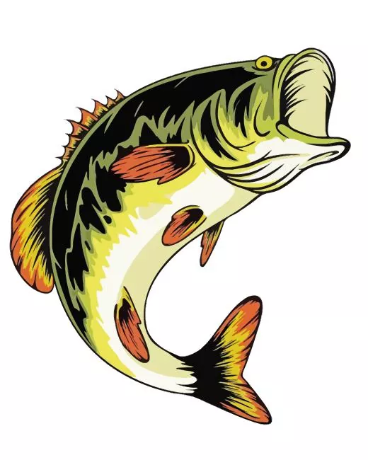 bass fish illustration Diamond With Numbers Bass Fish Illustration Diamond Painting