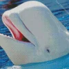 Beluga Whale Close Up Diamond Painting