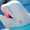 Beluga Whale Close Up Diamond Painting