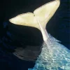 Beluga Whale Tail Diamond Painting