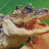 Big Alligator Diamond Painting