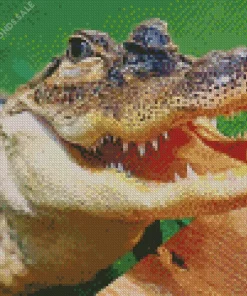 Big Alligator Diamond Painting