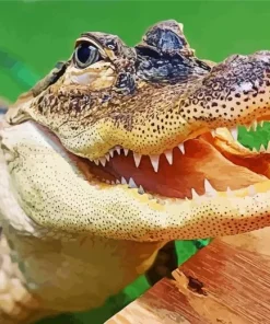 Big Alligator Diamond Painting