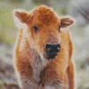 Bison Calf Diamond Painting