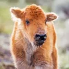 Bison Calf Diamond Painting