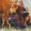 Bison Calves Diamond Painting