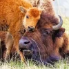 Bison Calves Diamond Painting