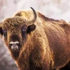 Bison During Winter Diamond Painting