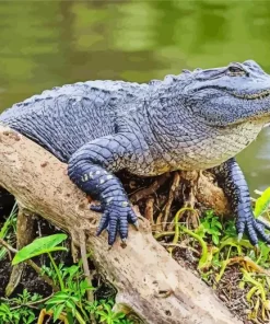 Black Alligator Diamond Painting