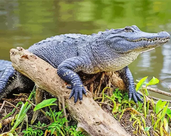 black Alligator Diamond Paintings Black Alligator Diamond Painting