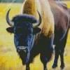 Black Bison Animal Diamond Painting