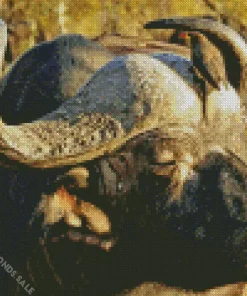 Black Buffalo Diamond Painting