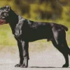 Black Cane Corso Diamond Painting