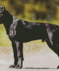 Black Cane Corso Diamond Painting