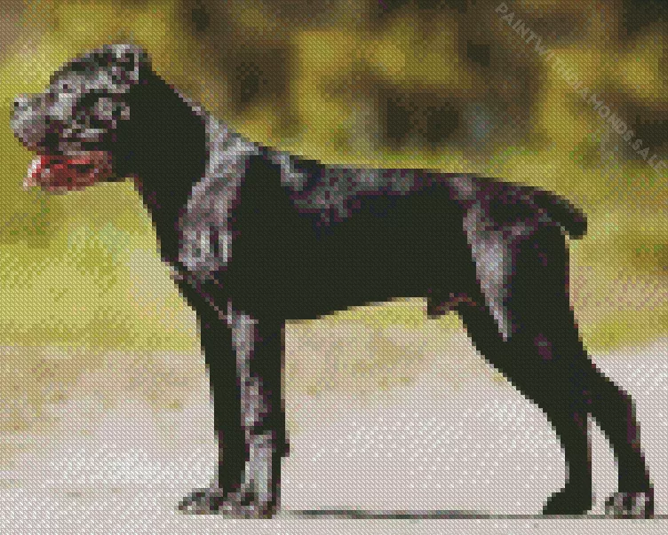 black Cane Corso Diamond Dotz Black Cane Corso Diamond Painting