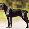 Black Cane Corso Diamond Painting