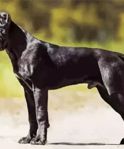 Black Cane Corso Diamond Painting
