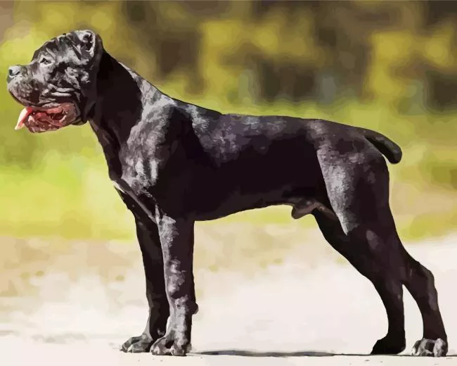 black Cane Corso Diamond Paintings Black Cane Corso Diamond Painting