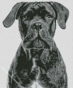 Black Cane Corso Dog Diamond Painting