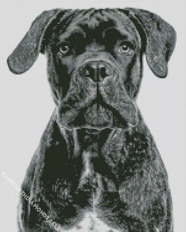black Cane Corso dog Diamond Dotz Black Cane Corso Dog Diamond Painting