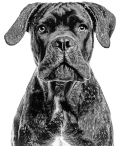 Black Cane Corso Dog Diamond Painting
