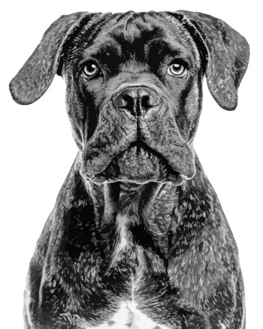 black Cane Corso dog Diamond Paintings Black Cane Corso Dog Diamond Painting