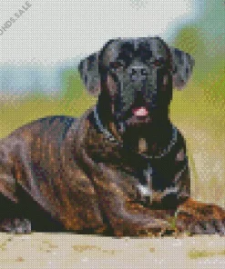 Black Cane Corso Dog Art Diamond Painting