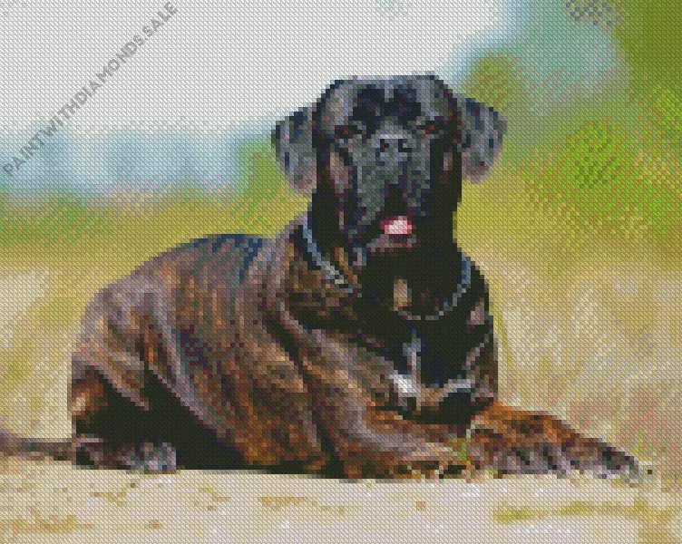 black Cane Corso dog art Diamond Dotz Black Cane Corso Dog Art Diamond Painting