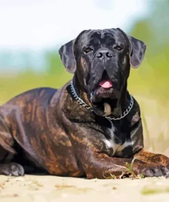 Black Cane Corso Dog Art Diamond Painting