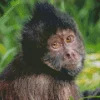 Black Capuchin Monkey Diamond Painting