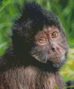 Black Capuchin Monkey Diamond Painting