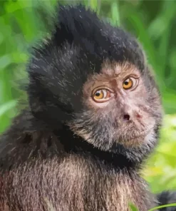 Black Capuchin Monkey Diamond Painting