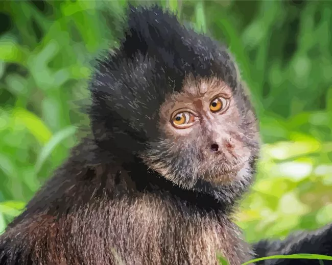 black Capuchin Monkey Diamond Paintings Black Capuchin Monkey Diamond Painting