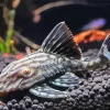 Black Pleco Fish Diamond Painting