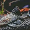 Black Pleco Fish Diamond Painting
