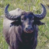 Black Wild Water Buffalo Art Diamond Painting