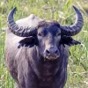 Black Wild Water Buffalo Art Diamond Painting