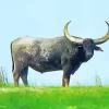 Black Wild Water Buffalo Diamond Painting